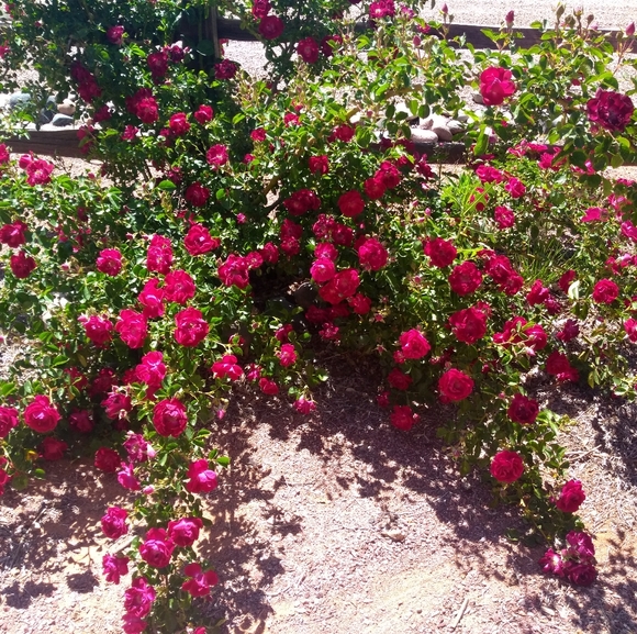 Meet your Posher, Toi - Picture 2 of 2